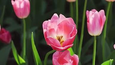 4k实拍唯美粉色郁金香花朵植物视频的预览图